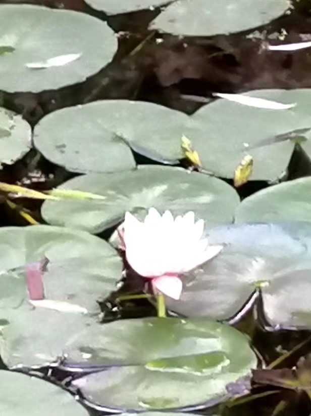 霜降已过，小池睡莲犹开[郴州]何孟麟